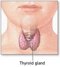 Thyroid gland in neck